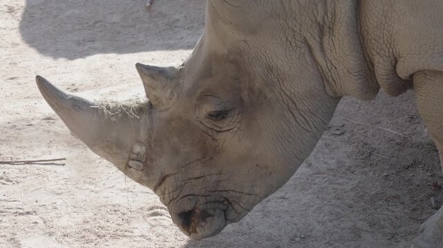 Large rhino walking slowly in dry dirt enclosure at sunny zoo park setting.