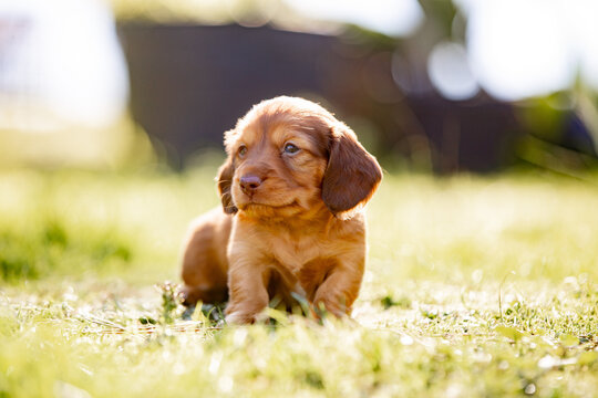 Close-up of coloured dachshund puppy on a sunlit grass field
