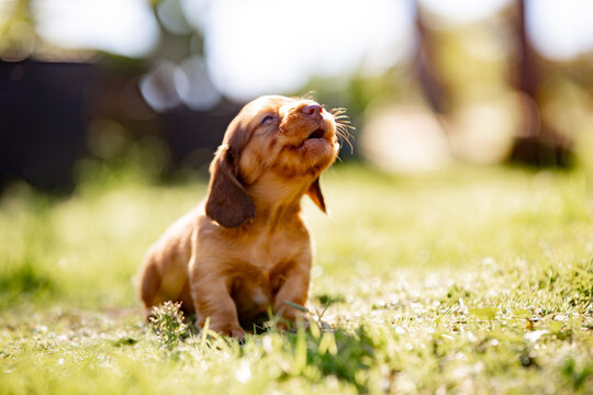 Close-up of coloured dachshund puppy on a sunlit grass field