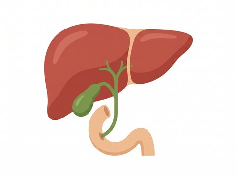 Human liver anatomical vector illustration with gallbladder and bile duct system liver anatomy digestive system internal organ medical graphic biology vector organ structure gallbladder