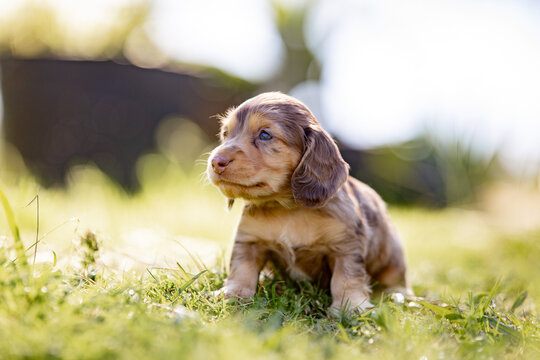 Close-up of coloured dachshund puppy on a sunlit grass field