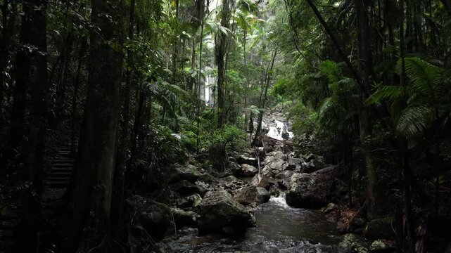 Lush green rainforest with flowing creek and distant waterfall in daintree national park queensland australia.