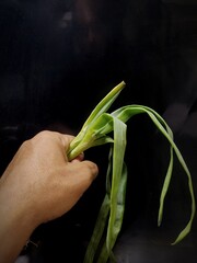 A man left hand holding fresh green scallions against a black background © ozy24
