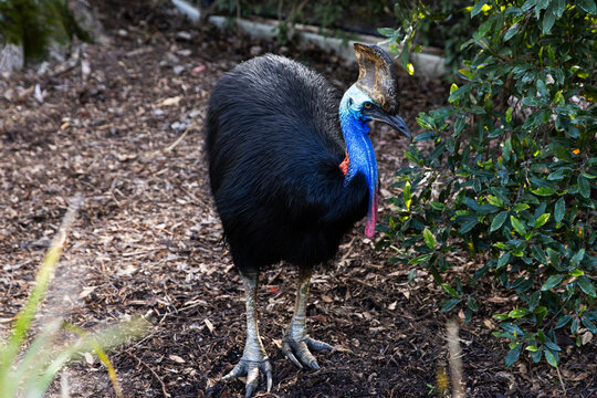 large cassowary with crest walking past rainforest plants