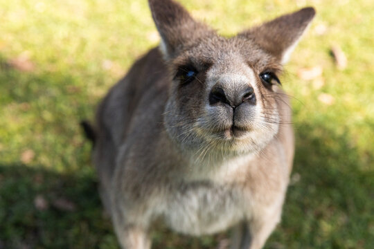 friendly kangaroo with nose and face close up