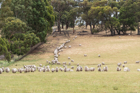 a flock of sheep line up in a field