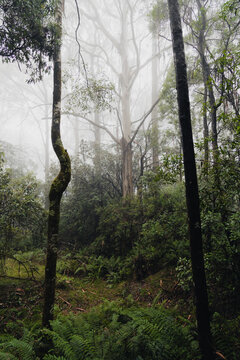 Alpine forest environment in the mist