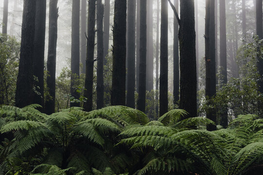 an Alpine forest of tall trees and a green foreground of damp ferns in the mist