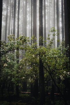 Tall Alpine forest trees in the mist