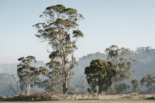 stunning Eucalyptus in the smokey haze over the horizon