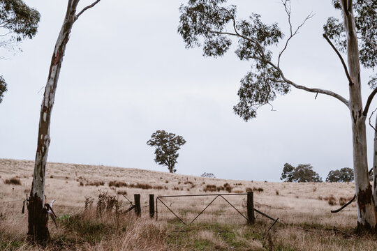 rural farm gate in the summer months