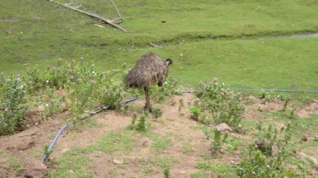 Emu Walking Across Grassy Habitat in Wildlife Park Top View