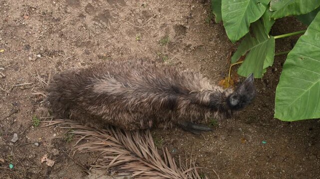 Top View of Resting Emu Inside Natural Zoo Habitat