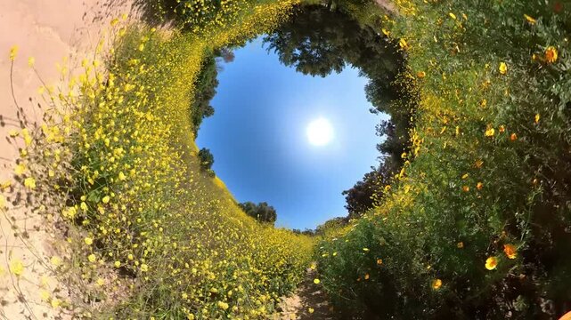Cycling Through Wild Flowers Trail Bike 360 Degrees Fisheye 03 California USA
