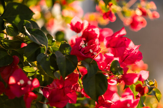 Close‑up of vibrant pink bougainvillea flowers basking in warm sunlight