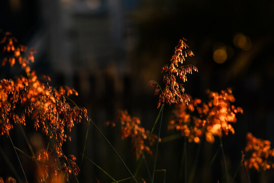 Warm sunset glow casting over ornamental grasses