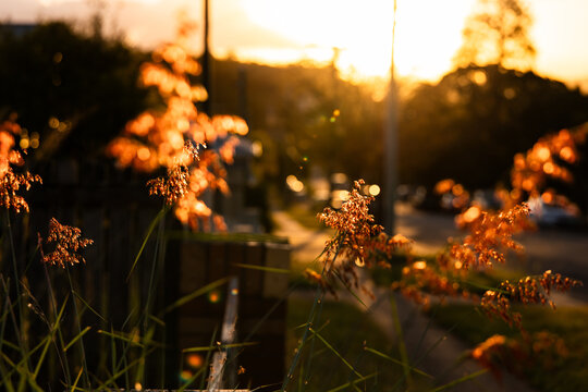Warm sunset glow casting over ornamental grasses
