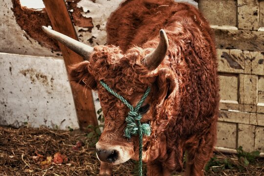 bull