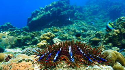 Crown-of-Thorns Starfish on Coral Reef © Johan
