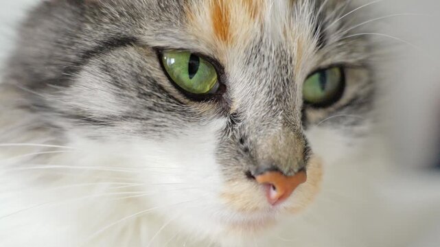 Close up cinematic footage of a fluffy calico cat with striking green eyes looking around and blinking, motion clip.