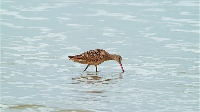A Marbled Godwit  stands in the shallow surf along a sandy beach, with foamy waves breaking behind it.