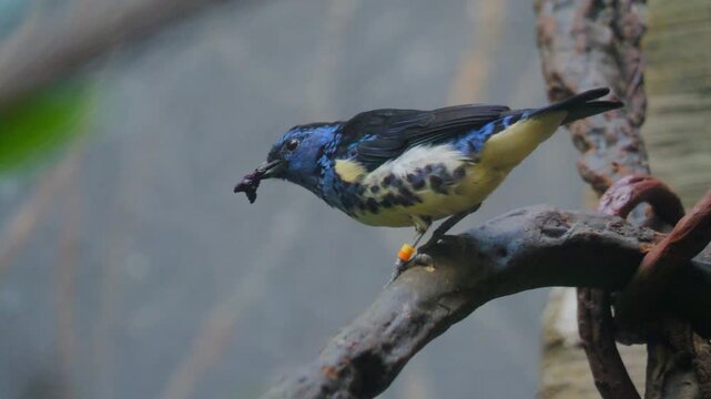 turquoise tanager