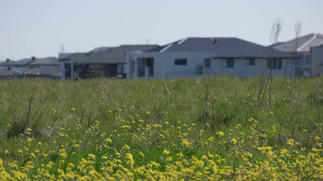 Wildflowers in an undeveloped field, with heat haze distorting newly built suburban homes on a warm spring day in Truganina, Melbourne, Australia. Boundary of a new residential housing estate.