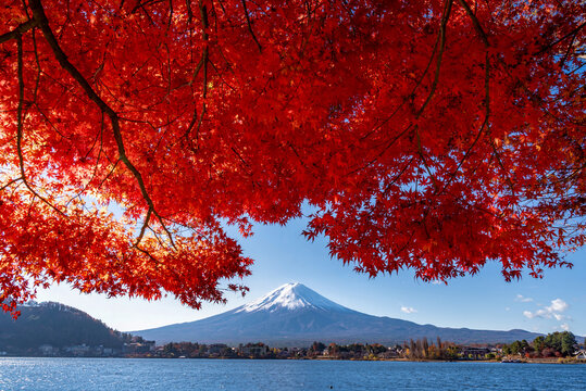Mount Fuji, the iconic symbol of Japan, during the season of autumn foliage, a period of exceptional beauty.kawaguchiko,japan.