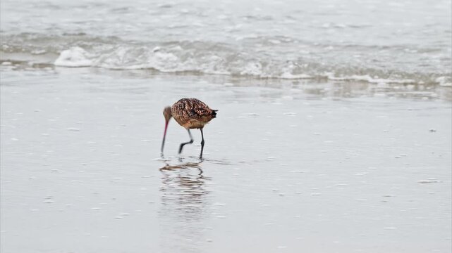 A Marbled Godwit  stands in the shallow surf along a sandy beach, with foamy waves breaking behind it.