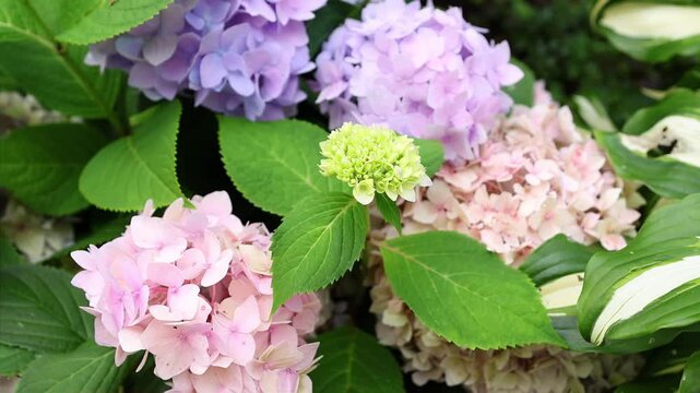 Scenic garden detail with colorful hydrangea flowers, fresh foliage and hosta leaves. Botanical background for nature, spring and summer themes. Blooming hydrangea flowers.