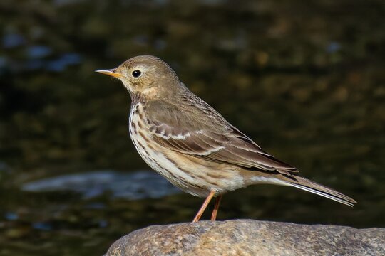 水辺にいるタヒバリ(Buff-bellied Pipit)