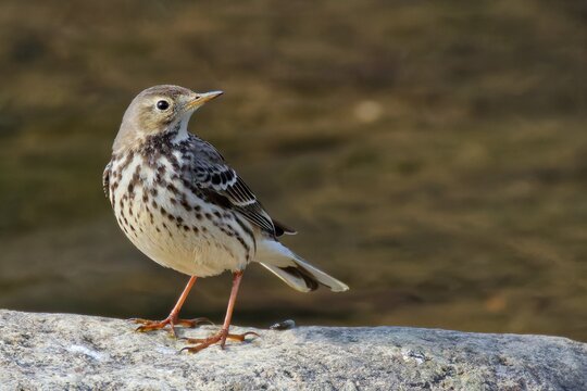 川辺の岩に立つタヒバリ(Buff-bellied Pipit)