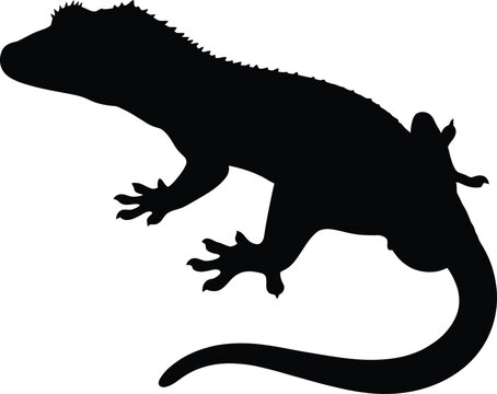 Black silhouette of a gecko lizard with textured crest and long tail isolated on white background, vector icon illustration
