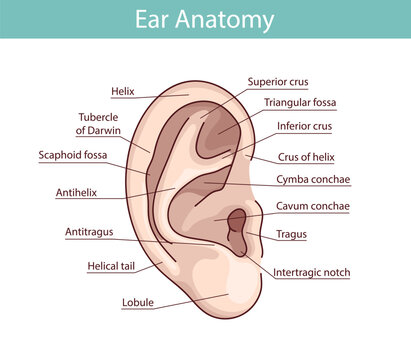 Outer ear anatomy, hand-drawn vector illustration