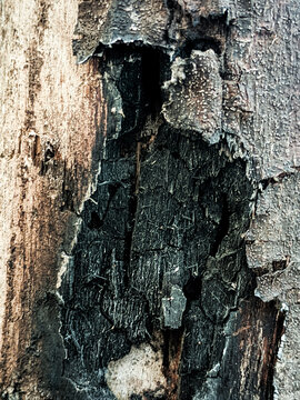 Charred Tree Bark Macro Texture