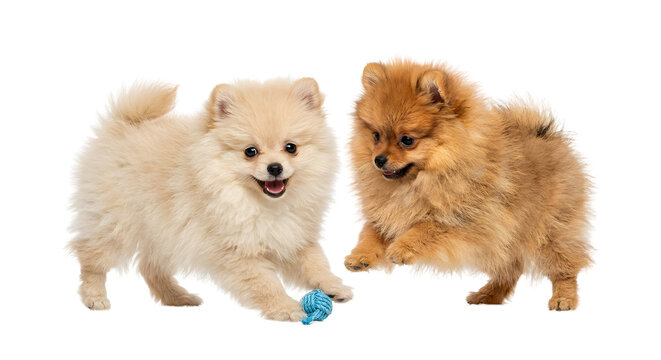 Two cute Pomeranian puppies playing with ball toy