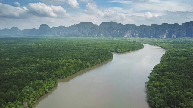 Aerial view of the lush mangrove forests and winding river in Phang Nga, Thailand.