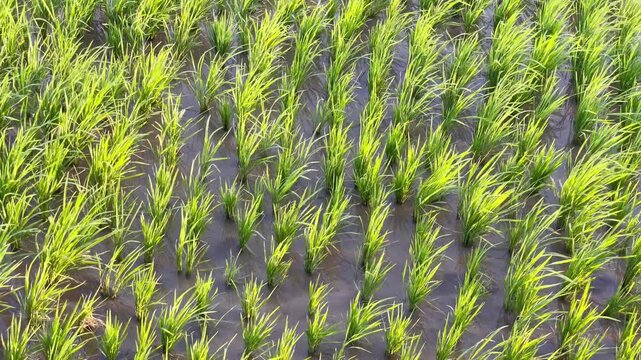 Young Rice Seedlings Growing in Flooded Paddy Field
