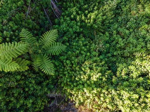 Aerial View of Fern Trees Growing Among Dense Shrubs and Undergrowth in a Tropical Forest During Morning in Baturaden, Indonesia. Lush Native Vegetation Forms a Detailed and Untouched Nature.