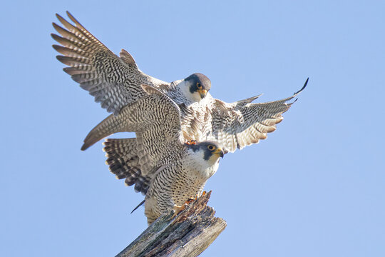交尾したい雄を翼で払おうとするハヤブサ(Peregrine Falcon)の雌