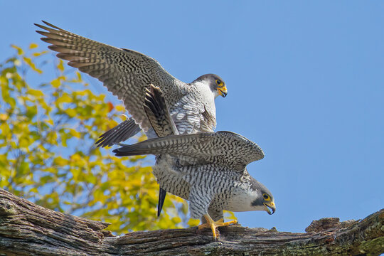 繁殖期のハヤブサ(Peregrine Falcon)のつがい、側面