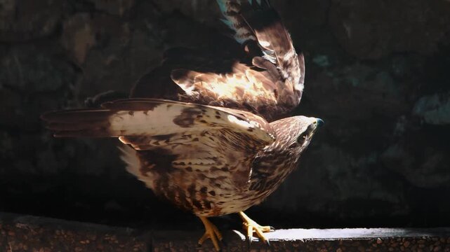 Rescued common buzzard with injured wing inside sanctuary enclosure. Bird of prey close up slow motion