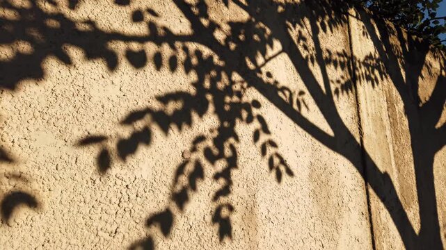 Sharp tree branch and leaf shadows cast on a textured beige stucco wall. Natural organic patterns and dark graphic shapes on a neutral plaster surface in bright sunlight.