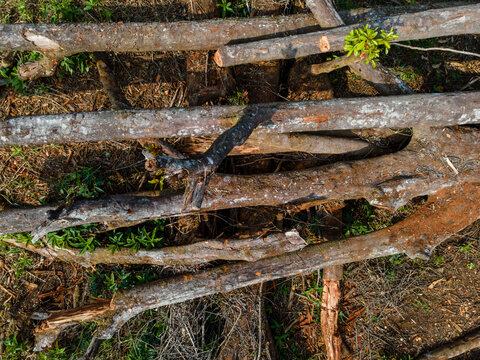 Large Fallen Tree Lying Across the Floor of a Tropical Forest in Indonesia. The Fallen Trunk Reveals a Natural Forest Disturbance Surrounded by Dense Green Vegetation and Wild Undergrowth.