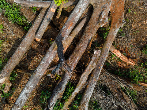 Large Fallen Tree Lying Across the Floor of a Tropical Forest in Indonesia. The Fallen Trunk Reveals a Natural Forest Disturbance Surrounded by Dense Green Vegetation and Wild Undergrowth.