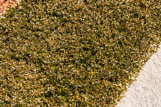 Damaged boxwood hedge with yellow and dry leaves caused by box tree moth infestation, showing plant stress and pest damage in a formal garden.