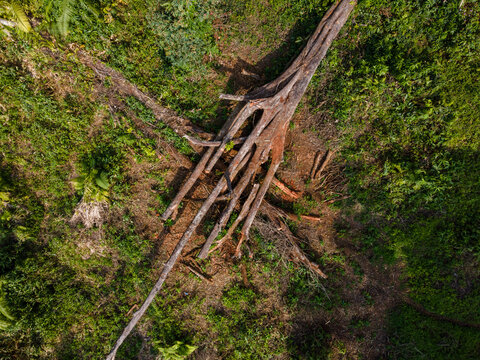 Aerial View of a Large Fallen Tree Surrounded by Dense Tropical Plants and Shrubs in an Indonesian Forest. Natural Vegetation Reclaims the Fallen Trunk, Forest Regeneration and Ecological Process.