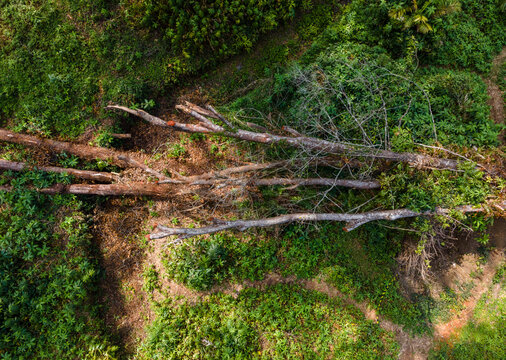 Large Fallen Tree Lying Across the Floor of a Tropical Forest in Indonesia. The Fallen Trunk Reveals a Natural Forest Disturbance Surrounded by Dense Green Vegetation and Wild Undergrowth.