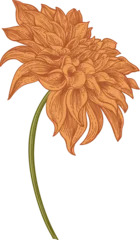 Vintage engraved illustration of a large orange dahlia flower with a long curved stem. Hand-drawn botanical art isolated on transparent background. Retro floral design. © Lisla