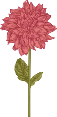 Vintage botanical illustration of a pink dahlia flower. Hand-drawn engraving style with green stem and leaves. Isolated on transparent background. © Lisla